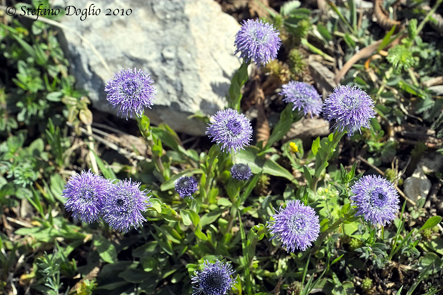 Globularia bisnagarica sui Lucretili